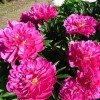 Paeonia lactiflora 'Nice Gal' - Valgeõieline pojeng 'Nice Gal' C7/7L